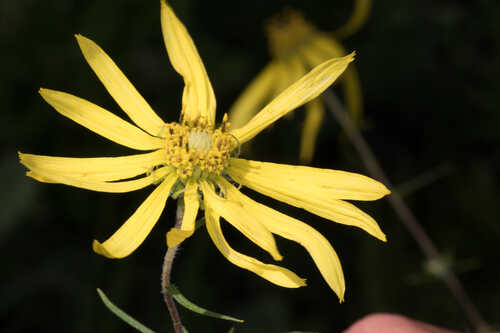 Phoebanthus tenuifolius  #29